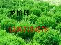 大量供应桂花,