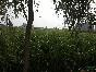 ҶP100