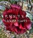 Ӧ軨20-2׺ħ