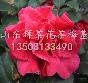 Ӧ軨20-2׺¶