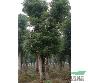常年供应30cm---150cm香樟树