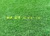 高羊茅行情报价\高羊茅图片展示