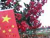 国内*早:2013年红火箭紫薇开花图片(现苗销售中)