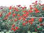 青州市玫瑰月季     哪里有月季   月季花
