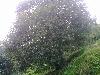 供应咸宁桂花树、原生桂花树(生货)