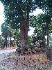 大规格移植香樟