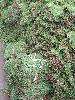 直销马尼拉草皮价格