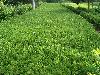 法国冬青价格,珊瑚树价格,法青价格,绿篱价格