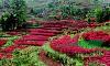 ڹӦӣȸ̻ľ
