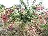 㽭ľ6cm---8cmޱޱͼƬޱ