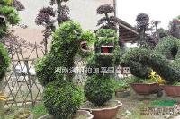 点击查看大图