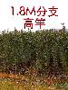红叶石楠 高杆 1.5-2.5cm 带杯