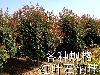 红叶石楠球