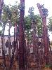 福建地区供应重阳木(茄冬树)10-30公分 基地直销绿化苗木