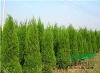河南花木价格,河南苗木价格,河南园林绿化