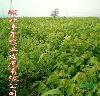 如何选择优质核桃苗 湖北核桃苗种植基地