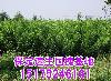 ͼƬչʾӱ2-3cm