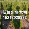 安徽龍柏，量大，質優，規格齊