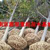 江苏白玉兰报价