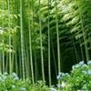 竹子价格,早园竹价格,刚竹价格,紫竹价格,黑竹价格表