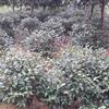 茶梅,茶梅,茶梅树,茶梅球,茶梅苗批发,哪里茶梅便宜