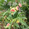 批发山东樱桃苗=桃苗=山东核桃苗
