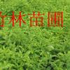 供应皂荚籽播苗