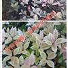 供应彩叶桂花新品种，珍珠彩叶桂花种苗