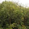 桂花苗 黄葛树苗 香樟苗13供应/桂花苗 黄葛树苗 香樟苗13图片
