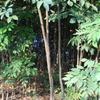 四川桂花苗 黄葛树苗 香樟苗17