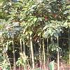 桂花苗 黄葛树苗 香樟苗26行情报价\桂花苗 黄葛树苗 香樟苗26图片展示