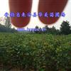 һü޽ӹС