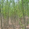速生柳,河北速生柳种植基地,速生柳低价供应