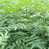 山东哪里有花椒小苗、花椒小苗供货商电话·、花椒小苗基地