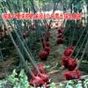 供应米径1--10厘米皂角树50000棵