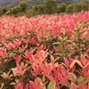 1米彩色桂花 彩桂枝条出售 低价嫁接彩桂苗