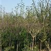 台儿庄青海源大量供应中国红紫薇