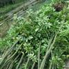 鄂西红豆树1行情報價\鄂西红豆树1图片展示