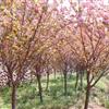 樱花,浙江宁波樱花基地,樱花规格齐全,樱花价格优惠