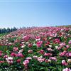 茶花,茶花规格齐全,茶花价格行情,浙江茶花种植基地