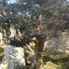 供应浙江地区红花继木造型树，红花继木柱，树形美观，规格齐全