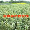 供应金边黄杨，铺地柏，爬山虎等