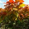 ճݡϼ磨ƺ