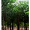 河北保定专供刺槐（5-15公分）工程苗