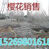 山东地区6公分樱花价格,7公分樱花价格,8公分樱花价格