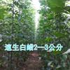 速生白蜡