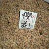 大量供應江西樱花种子 江西九江樱花种子图片 九江樱花种子信息