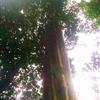 60CM-230CMֱҰ Ӵޱ
