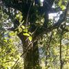 ڵҰ(ֱ1.3-1.6)20CMϴޱ