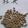 批发供應优质杜英种子 当年新采 保质保量